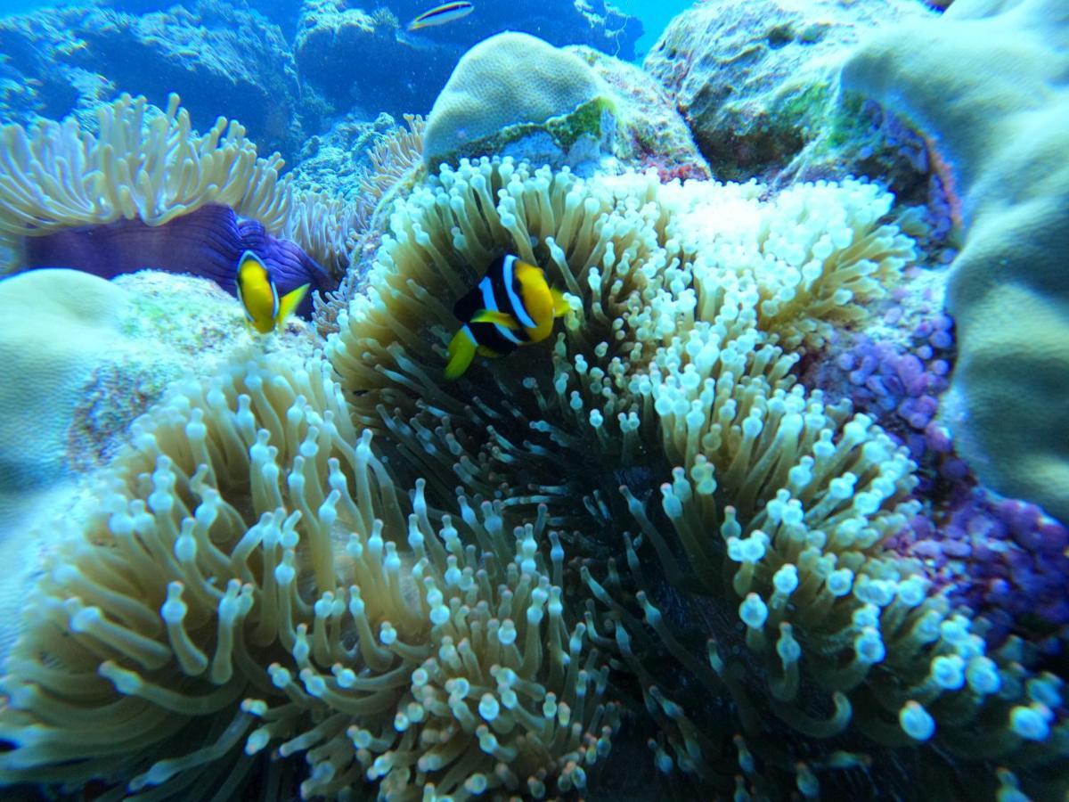 Coral Beach Maldives Hangnaameedhoo Ngoại thất bức ảnh