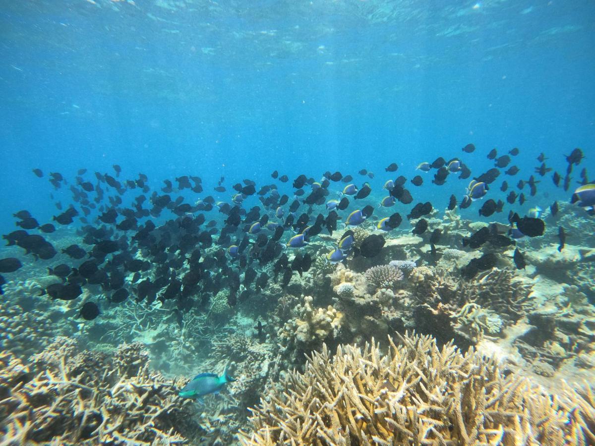 Coral Beach Maldives Hangnaameedhoo Ngoại thất bức ảnh